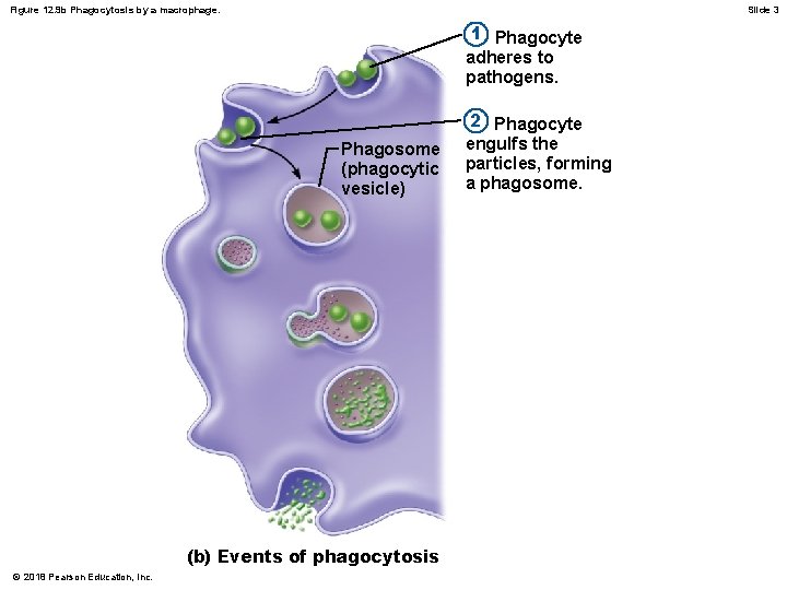 Figure 12. 9 b Phagocytosis by a macrophage. Slide 3 1 Phagocyte adheres to