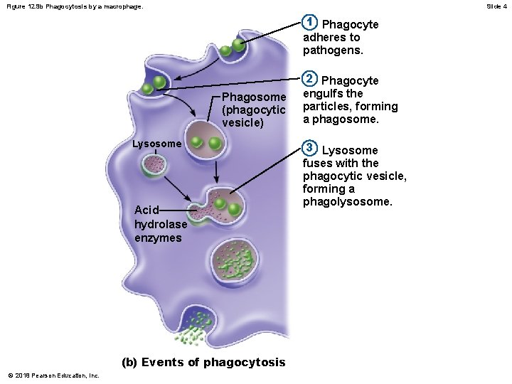Figure 12. 9 b Phagocytosis by a macrophage. Slide 4 1 Phagocyte adheres to