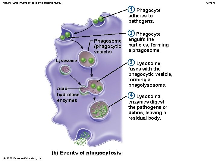 Figure 12. 9 b Phagocytosis by a macrophage. Slide 5 1 Phagocyte adheres to