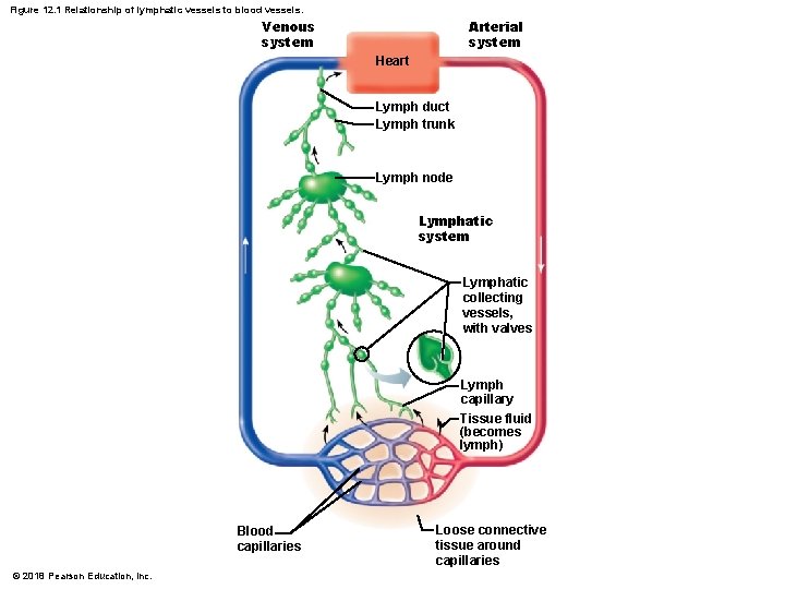 Figure 12. 1 Relationship of lymphatic vessels to blood vessels. Venous system Arterial system