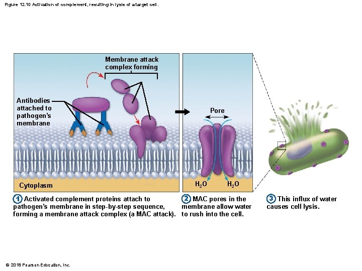 Figure 12. 10 Activation of complement, resulting in lysis of a target cell. Membrane