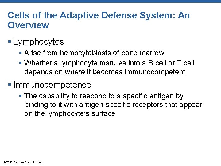 Cells of the Adaptive Defense System: An Overview § Lymphocytes § Arise from hemocytoblasts