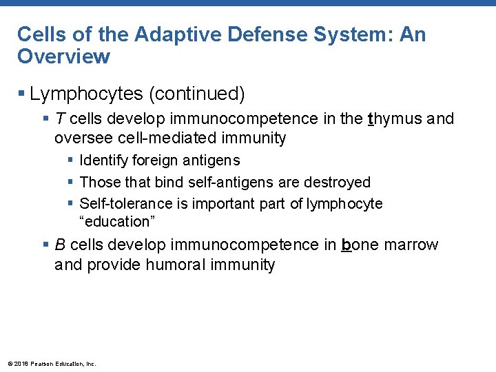 Cells of the Adaptive Defense System: An Overview § Lymphocytes (continued) § T cells