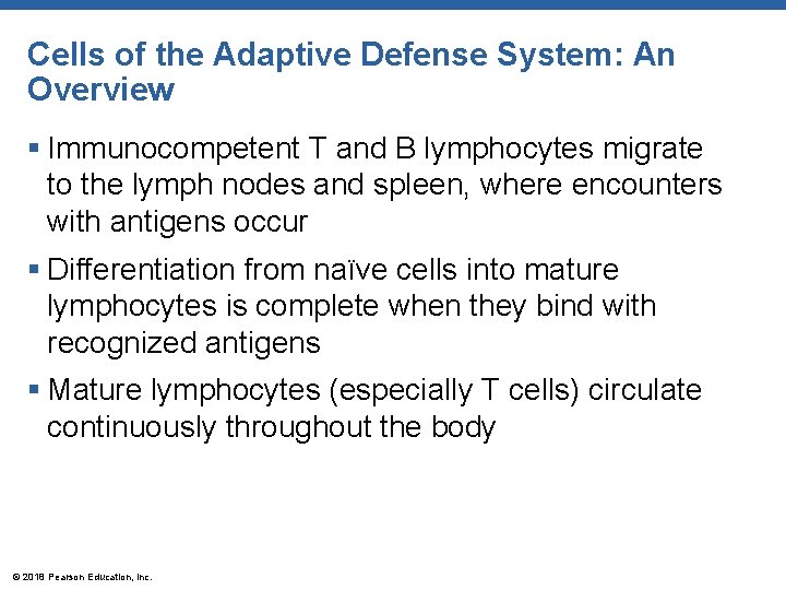 Cells of the Adaptive Defense System: An Overview § Immunocompetent T and B lymphocytes