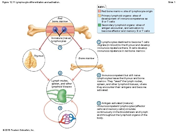 Figure 12. 11 Lymphocyte differentiation and activation. Slide 1 KEY: Red bone marrow: site