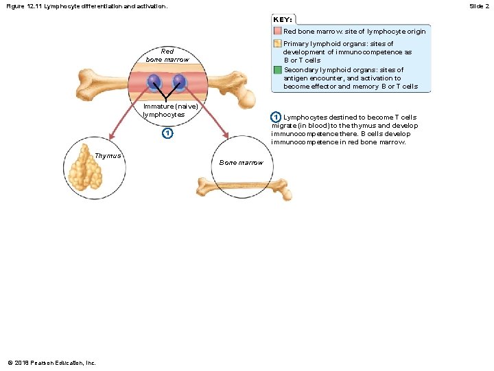 Figure 12. 11 Lymphocyte differentiation and activation. Slide 2 KEY: Red bone marrow: site