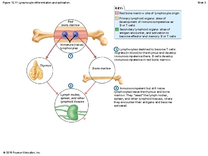 Figure 12. 11 Lymphocyte differentiation and activation. Slide 3 KEY: Red bone marrow: site