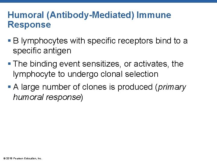 Humoral (Antibody-Mediated) Immune Response § B lymphocytes with specific receptors bind to a specific