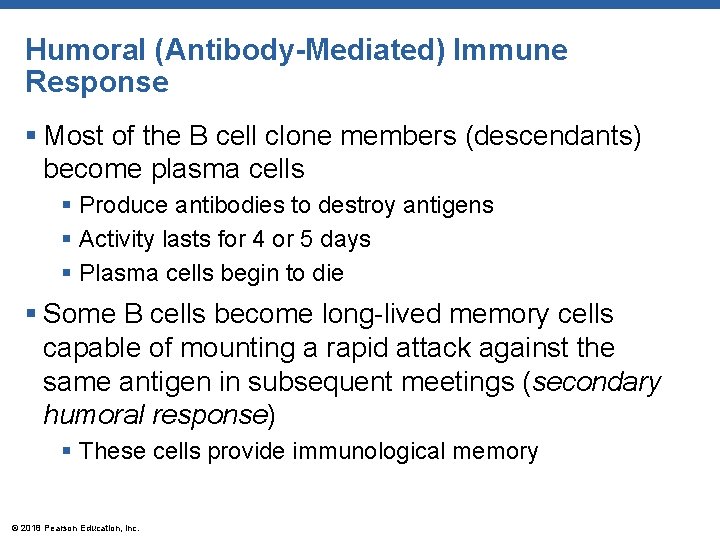 Humoral (Antibody-Mediated) Immune Response § Most of the B cell clone members (descendants) become