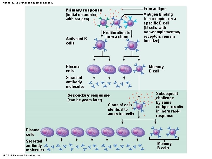 Figure 12. 12 Clonal selection of a B cell. Primary response (initial encounter with