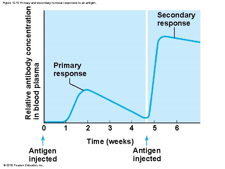Relative antibody concentration in blood plasma Figure 12. 13 Primary and secondary humoral responses
