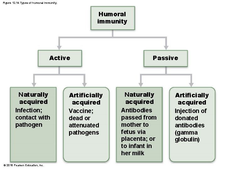 Figure 12. 14 Types of humoral immunity. Humoral immunity Active Naturally acquired Infection; contact