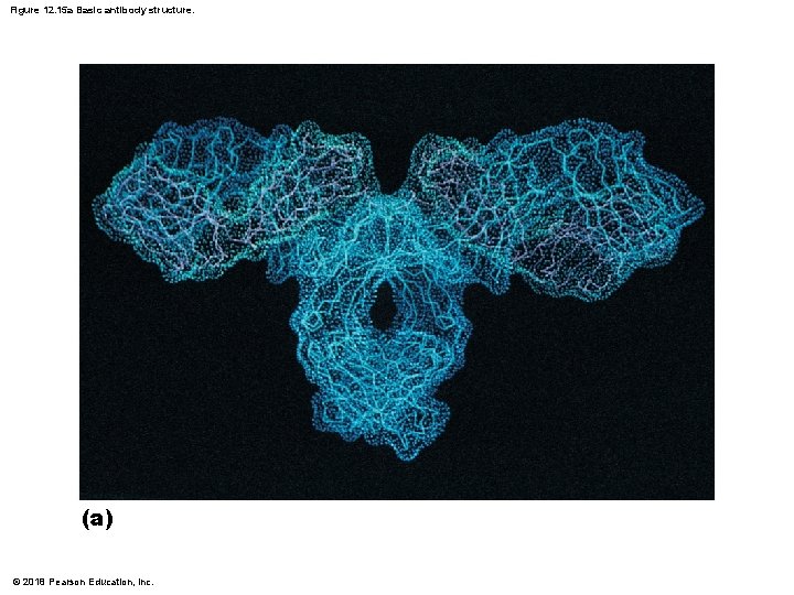 Figure 12. 15 a Basic antibody structure. (a) © 2018 Pearson Education, Inc. 
