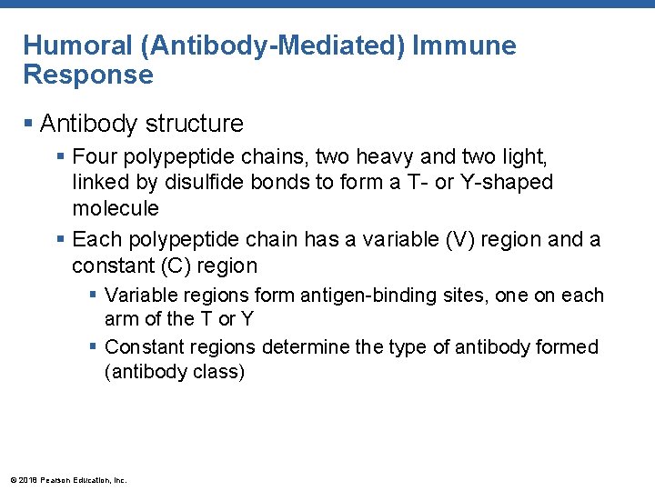 Humoral (Antibody-Mediated) Immune Response § Antibody structure § Four polypeptide chains, two heavy and