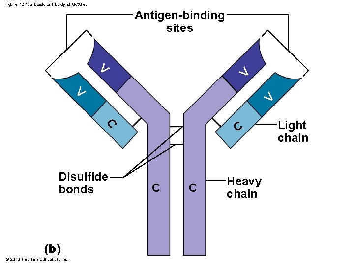 Figure 12. 15 b Basic antibody structure. Antigen-binding sites V V C C Disulfide