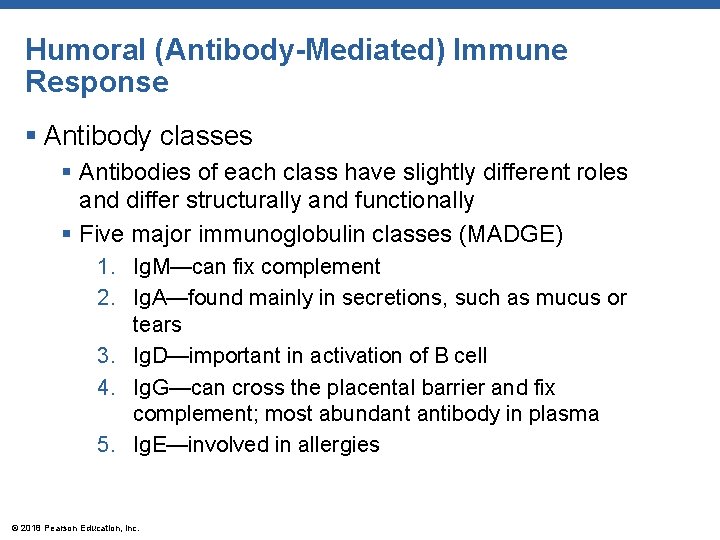Humoral (Antibody-Mediated) Immune Response § Antibody classes § Antibodies of each class have slightly