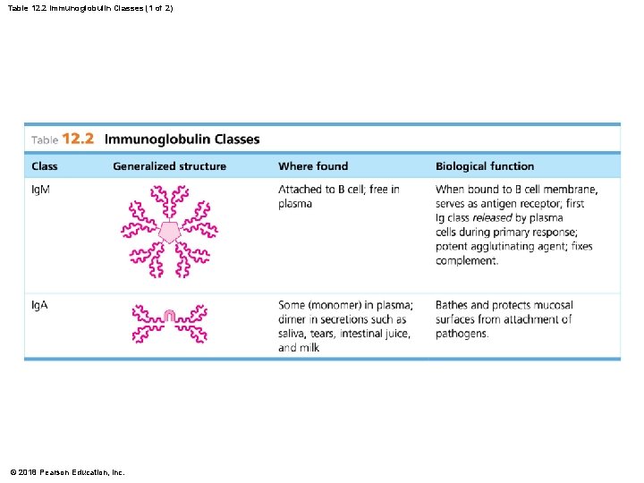 Table 12. 2 Immunoglobulin Classes (1 of 2) © 2018 Pearson Education, Inc. 