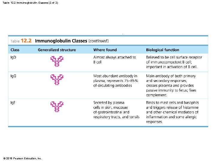 Table 12. 2 Immunoglobulin Classes (2 of 2) © 2018 Pearson Education, Inc. 