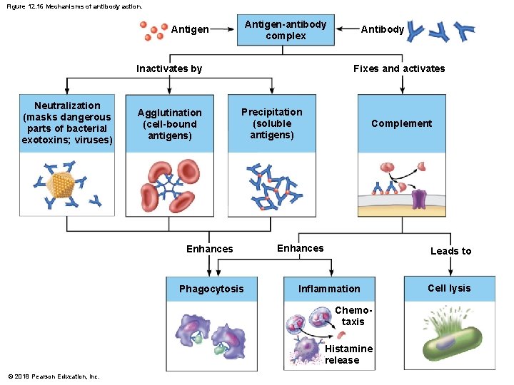Figure 12. 16 Mechanisms of antibody action. Antigen-antibody complex Antigen Inactivates by Neutralization (masks