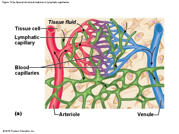 Figure 12. 2 a Special structural features of lymphatic capillaries. Tissue fluid Tissue cell