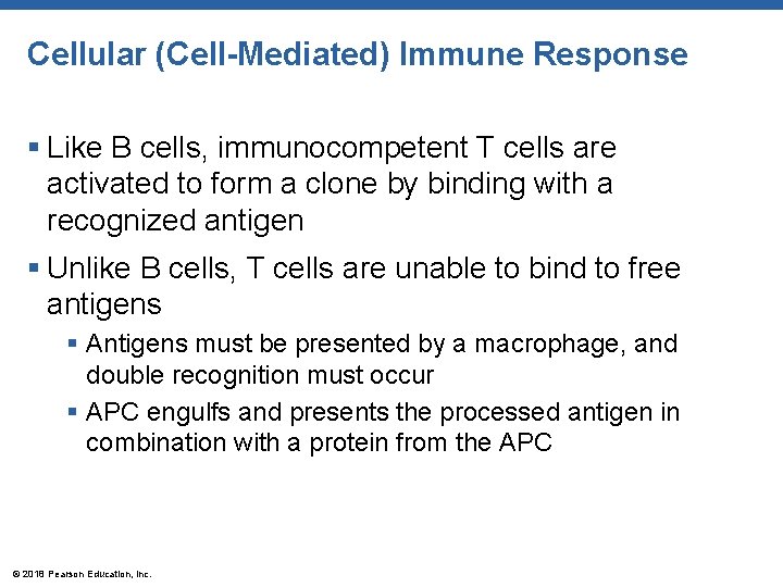 Cellular (Cell-Mediated) Immune Response § Like B cells, immunocompetent T cells are activated to