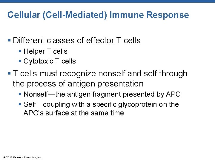 Cellular (Cell-Mediated) Immune Response § Different classes of effector T cells § Helper T