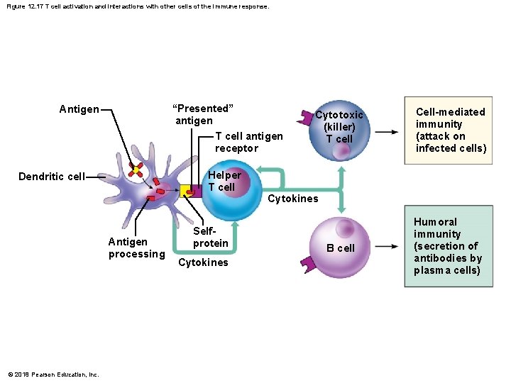 Figure 12. 17 T cell activation and interactions with other cells of the immune