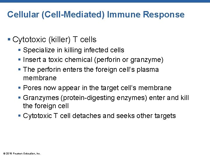 Cellular (Cell-Mediated) Immune Response § Cytotoxic (killer) T cells § Specialize in killing infected