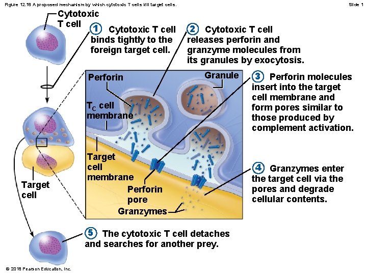Figure 12. 18 A proposed mechanism by which cytotoxic T cells kill target cells.