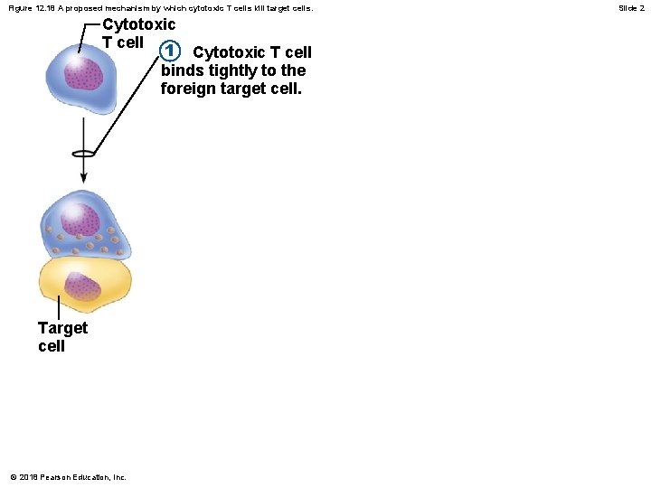 Figure 12. 18 A proposed mechanism by which cytotoxic T cells kill target cells.