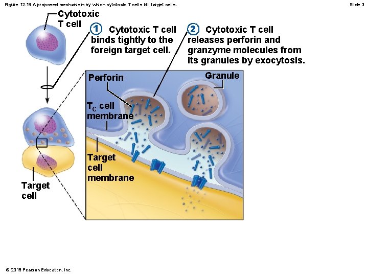 Figure 12. 18 A proposed mechanism by which cytotoxic T cells kill target cells.