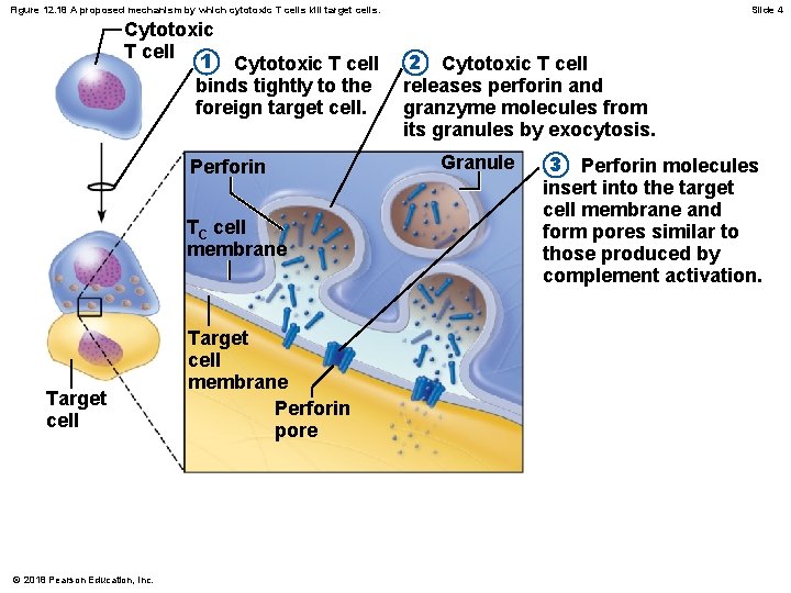 Figure 12. 18 A proposed mechanism by which cytotoxic T cells kill target cells.