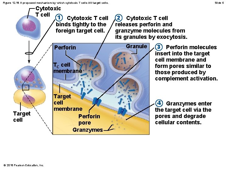 Figure 12. 18 A proposed mechanism by which cytotoxic T cells kill target cells.
