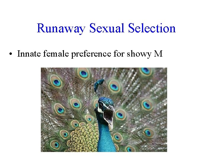 Runaway Sexual Selection • Innate female preference for showy M 