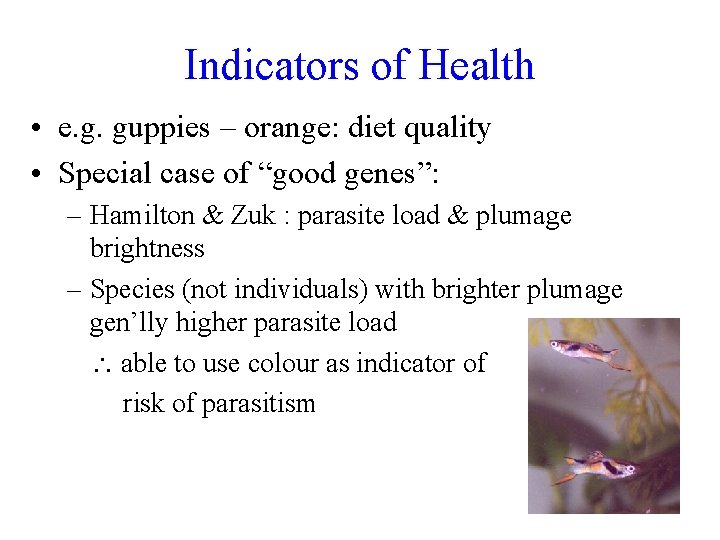 Indicators of Health • e. g. guppies – orange: diet quality • Special case