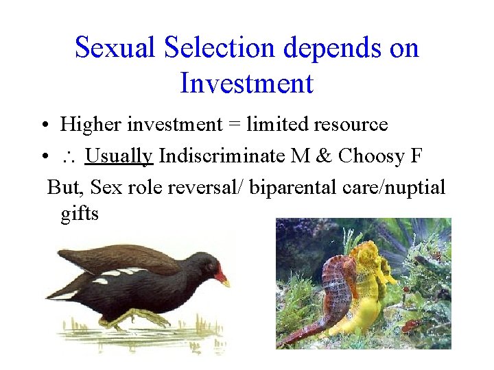 Sexual Selection depends on Investment • Higher investment = limited resource • Usually Indiscriminate