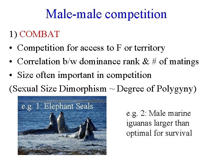Male-male competition 1) COMBAT • Competition for access to F or territory • Correlation