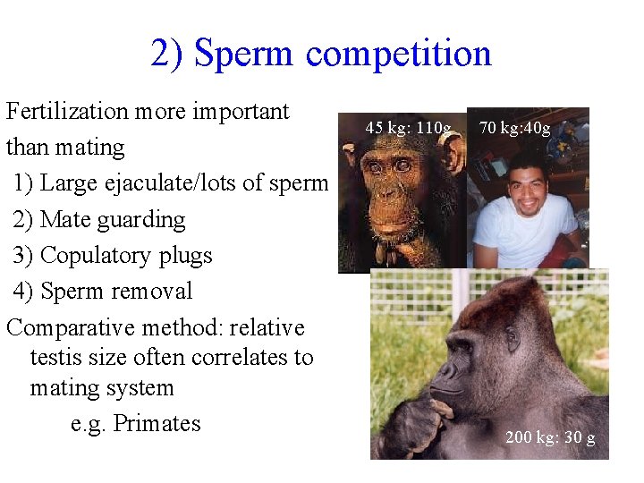2) Sperm competition Fertilization more important than mating 1) Large ejaculate/lots of sperm 2)