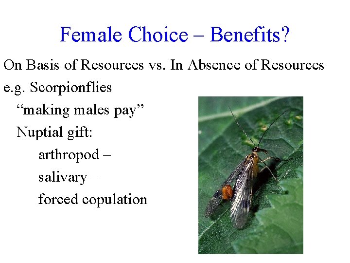 Female Choice – Benefits? On Basis of Resources vs. In Absence of Resources e.