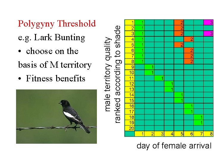 male territory quality ranked according to shade Polygyny Threshold e. g. Lark Bunting •