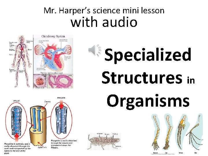 Mr. Harper’s science mini lesson with audio Specialized Structures in Organisms 