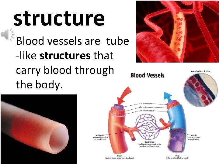 structure Blood vessels are tube -like structures that carry blood through the body. 