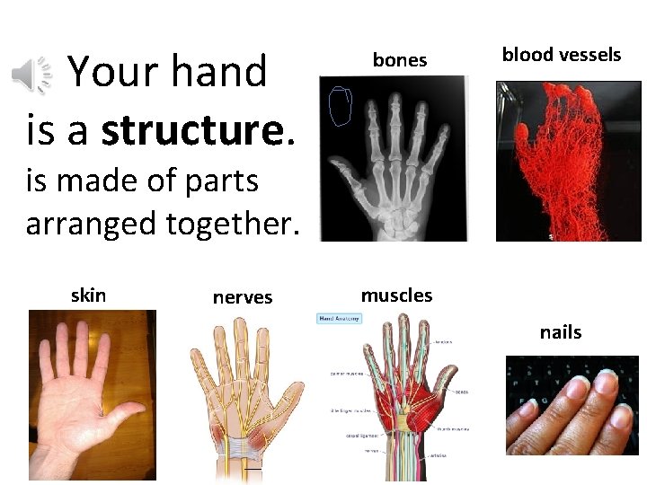 Your hand is a structure. bones blood vessels It is made of parts arranged