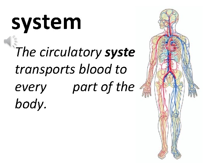 system The circulatory system transports blood to every part of the body. 