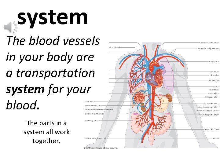 system The blood vessels in your body are a transportation system for your blood.