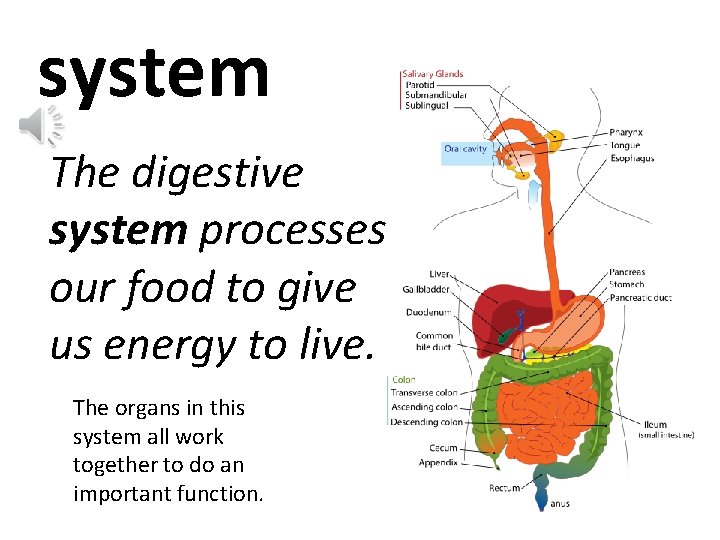 system The digestive system processes our food to give us energy to live. The