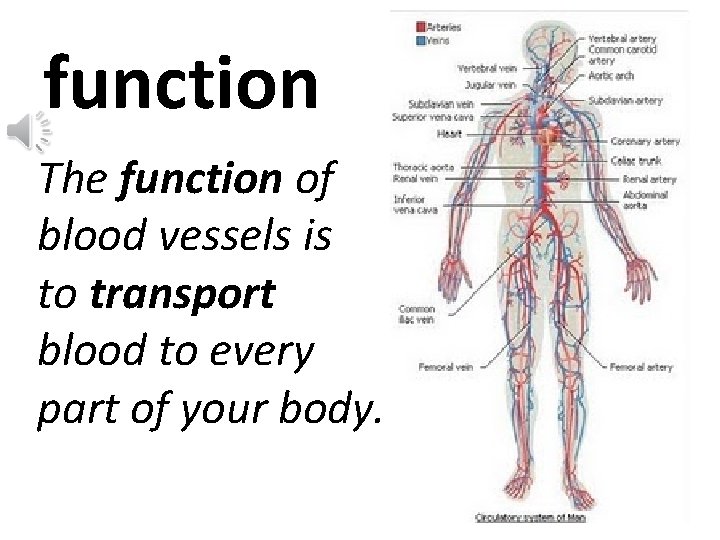 function The function of blood vessels is to transport blood to every part of