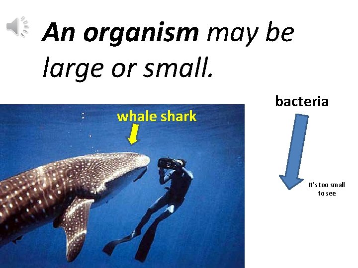 An organism may be large or small. whale shark bacteria It’s too small to