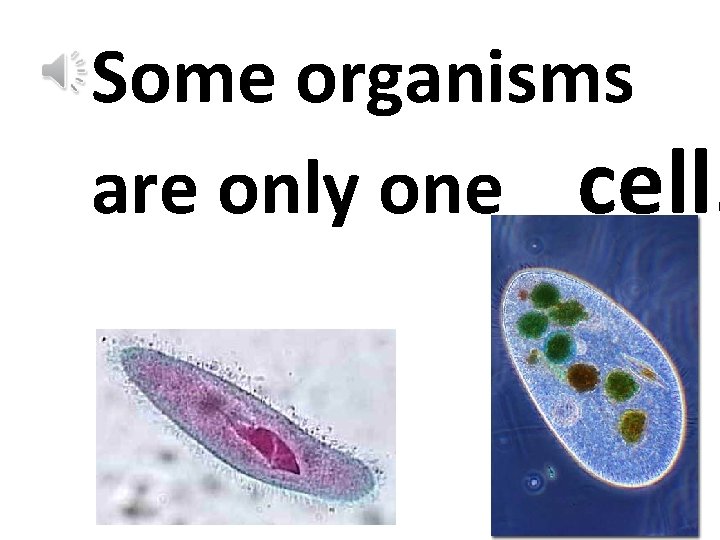 Some organisms are only one cell. 