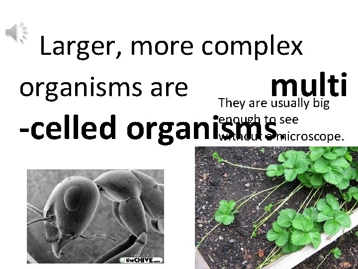 Larger, more complex organisms are They are multi usually big -celled organisms. enough to